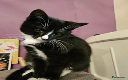 Mixed Breed cats for sale: Beautiful British Shorthair Cross  - Image 35
