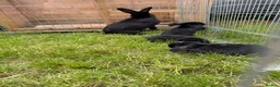 Mixed Breed rabbits for sale: Bunnies for sale  in Wadhurst - Advert 5