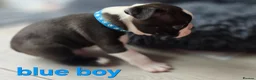 Boston Terrier dogs for sale: ⭐️KC registered beautiful Boston terrier puppies - Advert 14