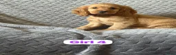 Cocker Spaniel dogs for sale: FULLHEATHTESTED OUTSTANDING SHOWTYPE COCKERSPANIEL in Alton - Advert 26