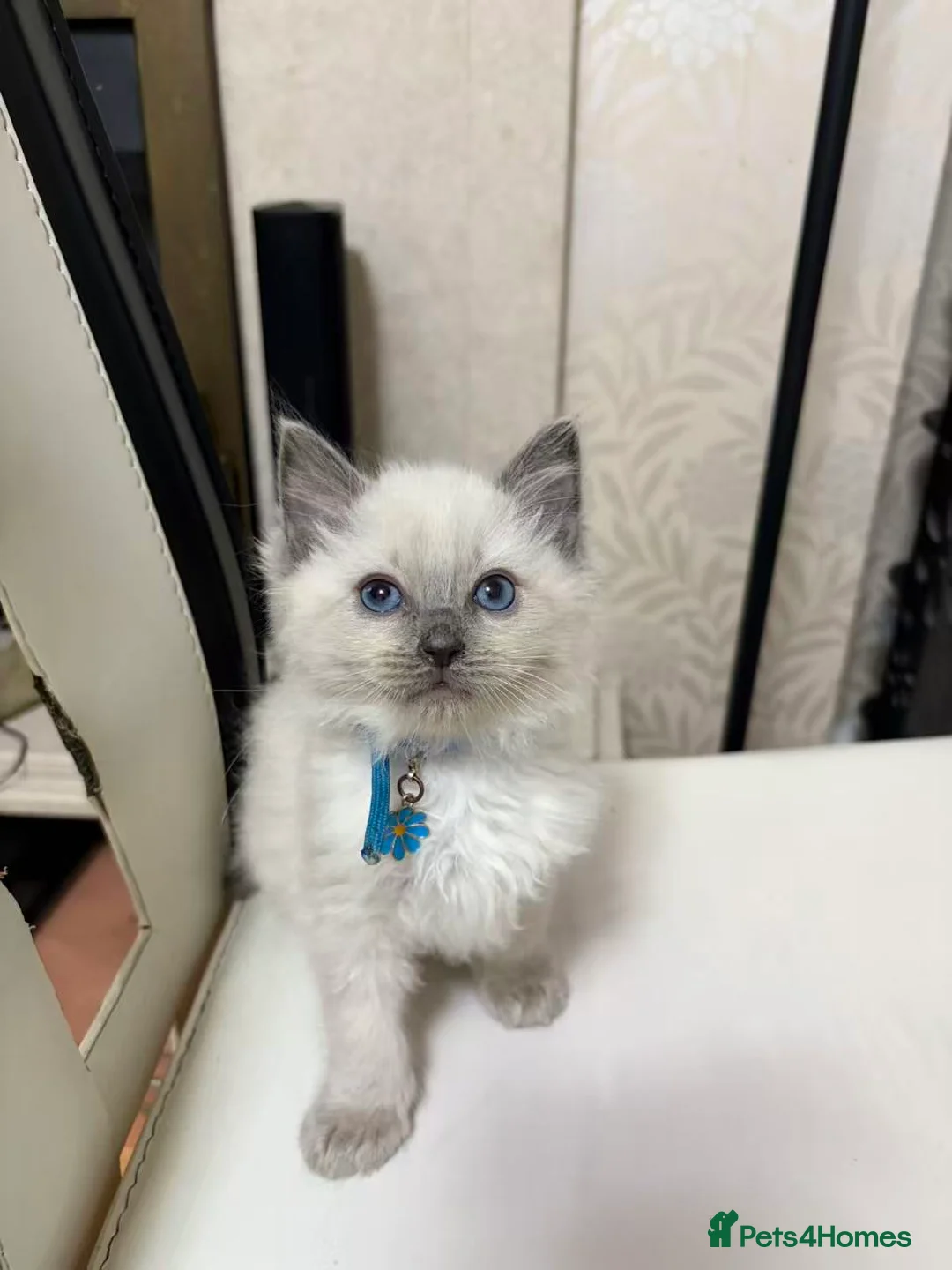 Ragdoll cats for sale: purebred Ragdoll cat - Advert 2