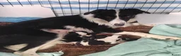 Bearded Collie dogs for sale: Benn  in Widnes - Advert 2