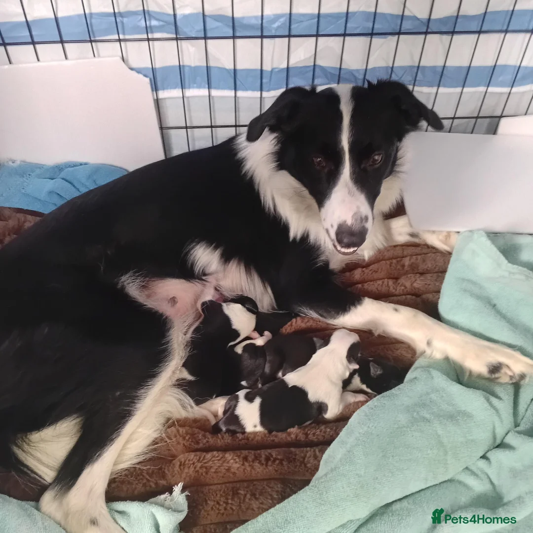 Bearded Collie dogs for sale: Benn  in Widnes - Advert 2