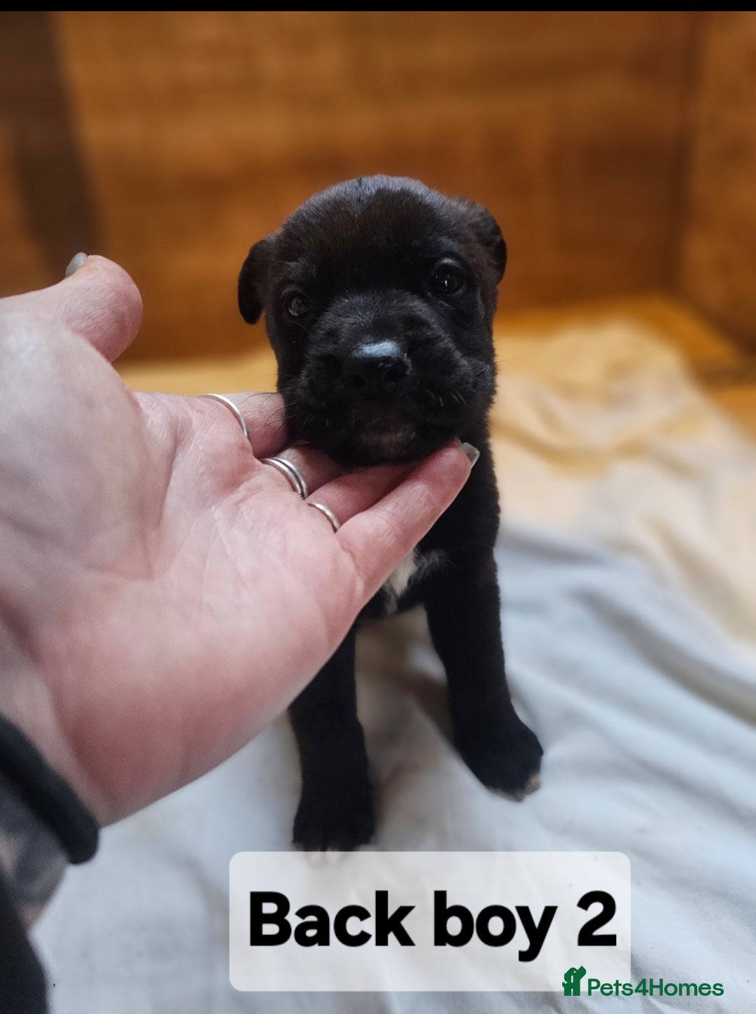 Mixed Breed dogs for sale: German shepard x rottweiler pups - Advert 11