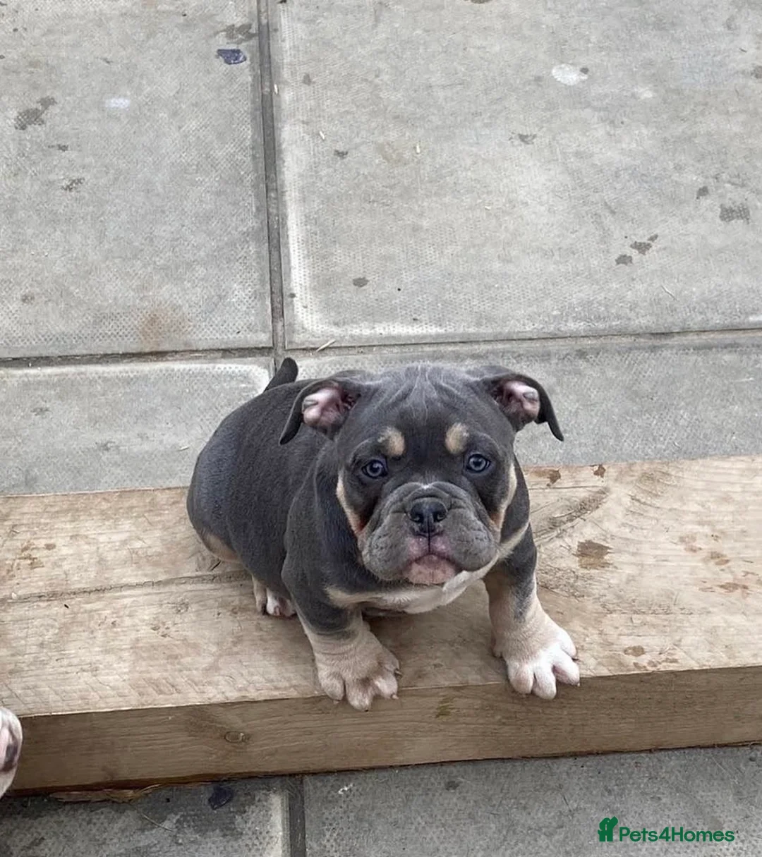 American Bully dogs for stud: Micro exotic open for stud  in Wirral - Advert 10