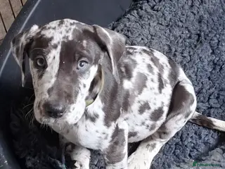 Great Dane dogs Great Dane puppies K.C Registered - Advert 3