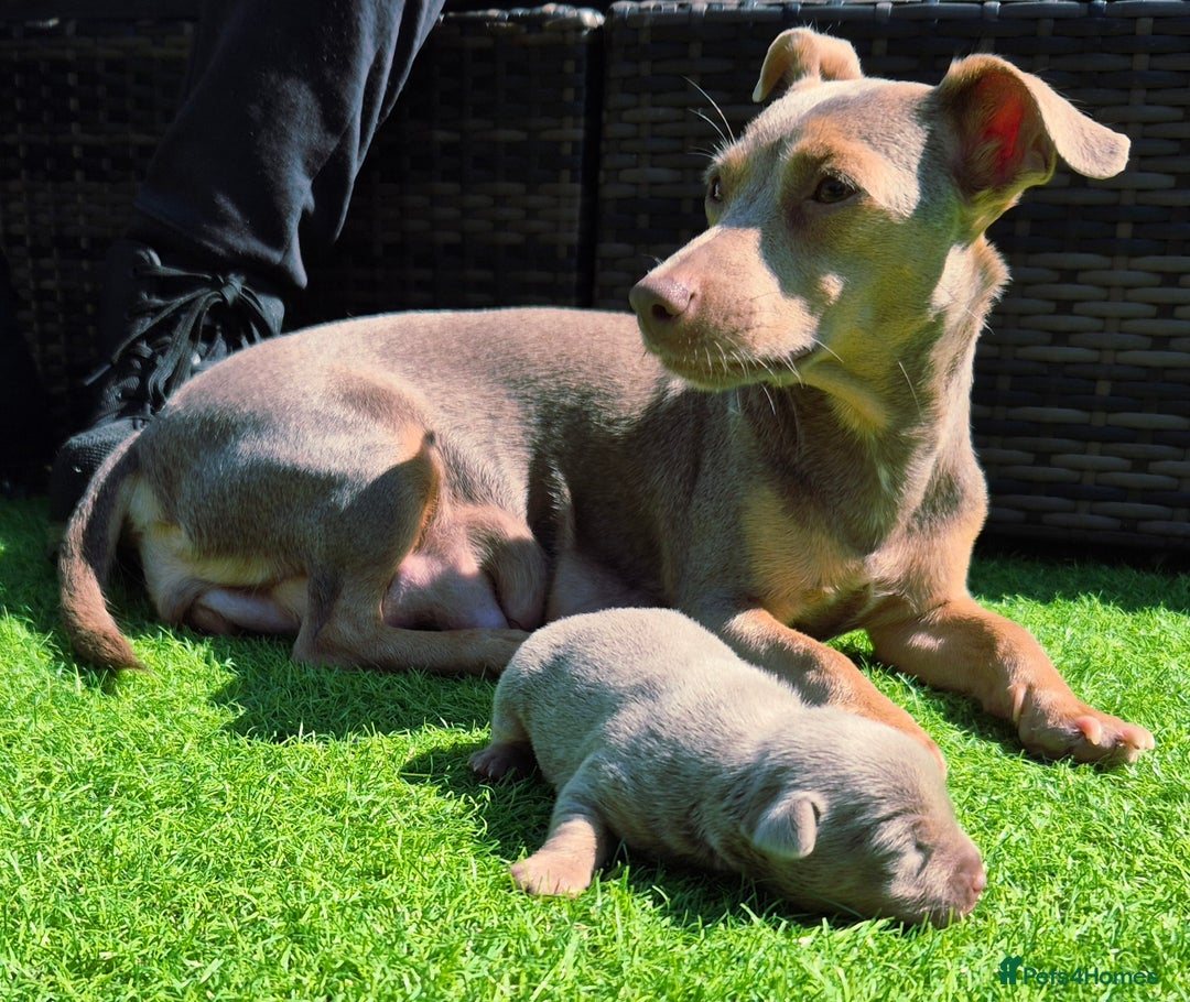 Jack Russell dogs for sale: Miniature Lilac & Blue Jack Russell puppies  - Image 2