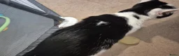 Mixed Breed cats for sale: Black and white Cat -£30 - Advert 5