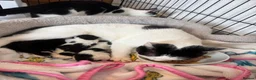 Domestic Shorthair cats for sale: Little bundles of joy 🐱 - Advert 4