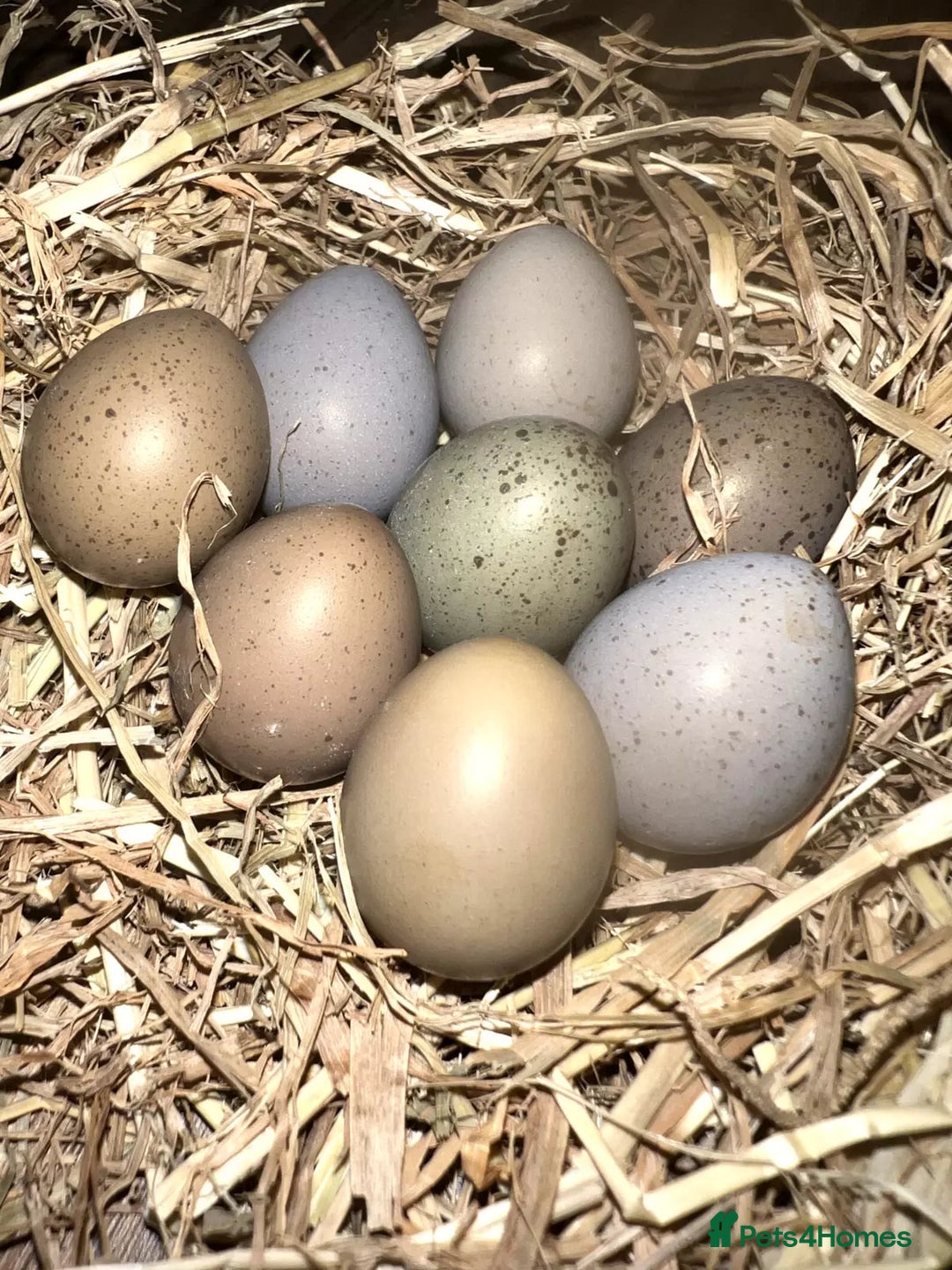 Quail poultry for sale: ✨ Quail Hatching Eggs & Chicks Coturnix & Button ✨ - Image 2