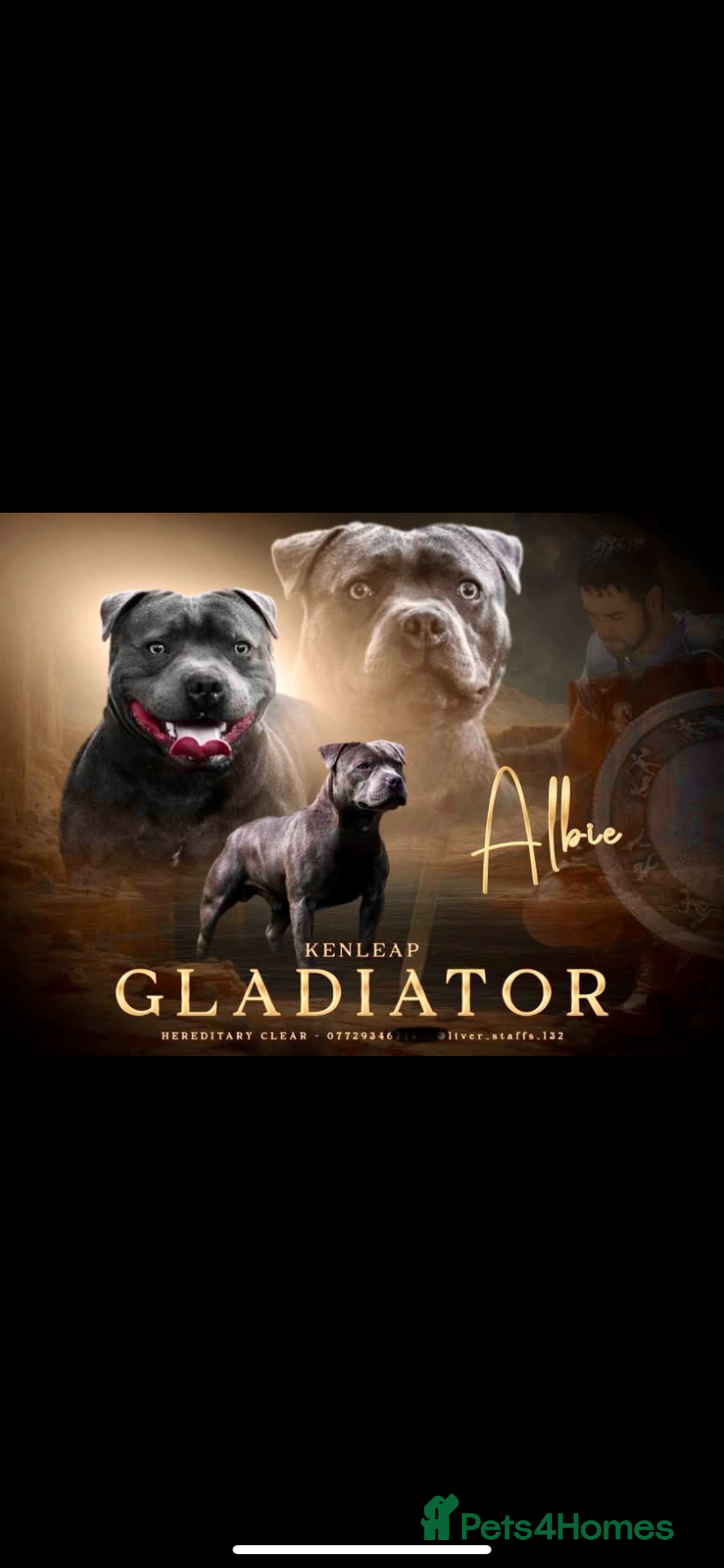 Staffordshire Bull Terrier dogs for stud: PROVEN Staffordshire bull terrier stud  - Advert 4