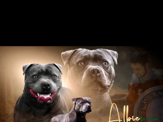 Staffordshire Bull Terrier dogs - Advert 7
