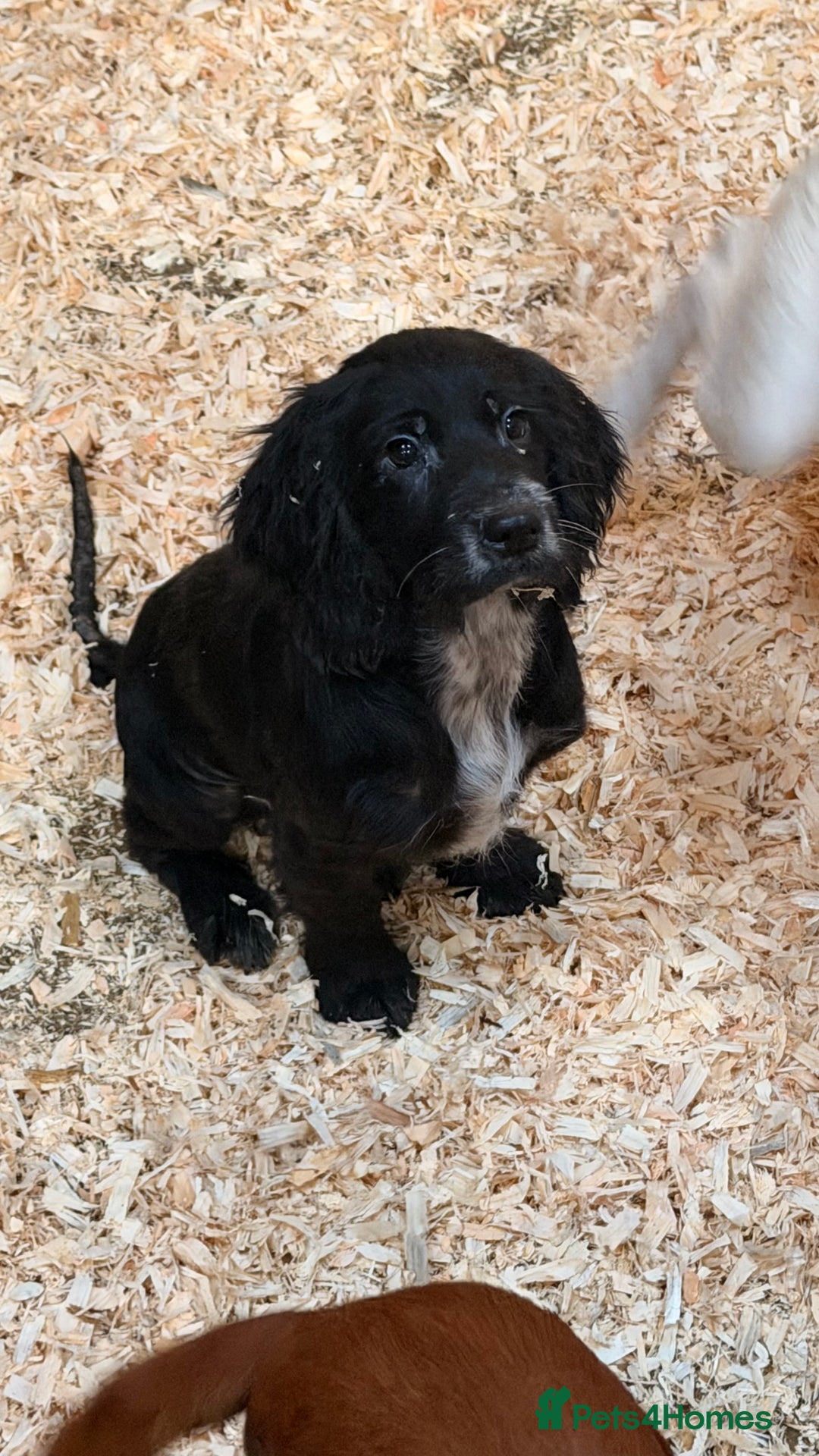 Sprocker dogs for sale: 4 Sprocker Spaniels  - Advert 7