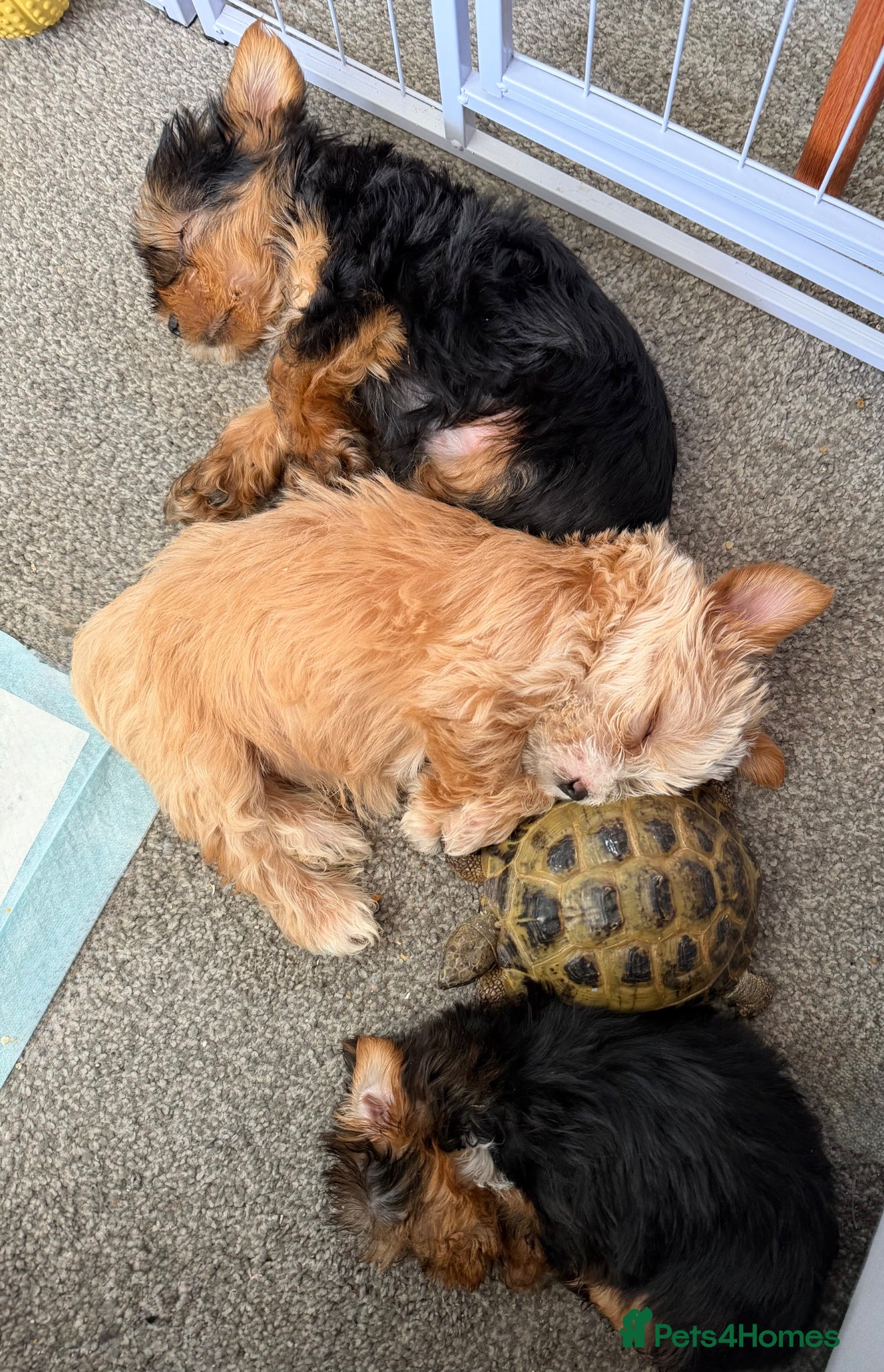 Yorkshire Terrier dogs Yorkshire terrier - Advert 3