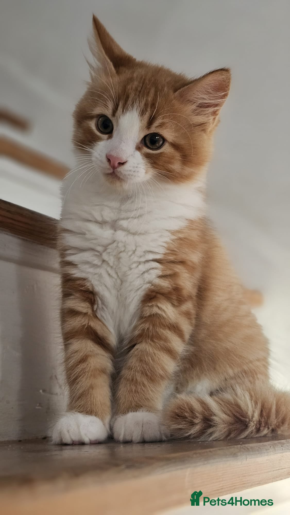 Mixed Breed cats 1 Ginger & White Kitten for Sale. £300 - Advert 8