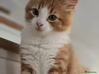 Mixed Breed cats 1 Ginger & White Kitten for Sale. £300 - Advert 8