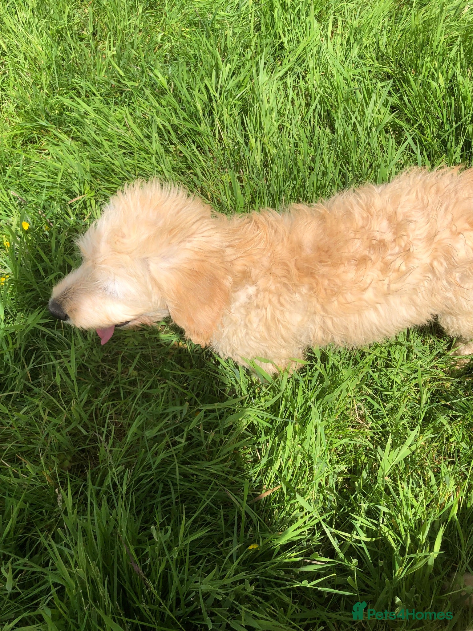 Goldendoodle dogs REDUCED PRICE - only 1 boy and 1 girl left £750 - Advert 2