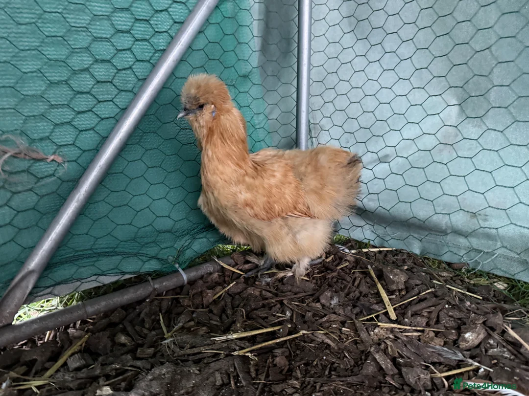 Chickens poultry for sale: Silkie Point of Lay Females  - Advert 2