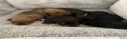 Miniature Dachshund dogs for sale: Miniature dashunds  - Advert 4