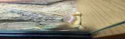 Skink reptiles for sale: Berber Skink with Set Up - Advert 8