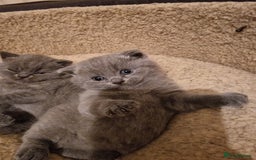 British Shorthair cats for sale: British shorthair kitties for sale - Advert 8