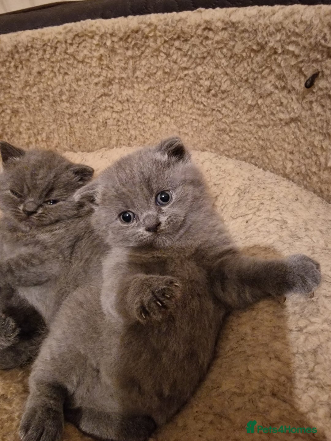 British Shorthair cats for sale: British shorthair kitties for sale - Advert 8
