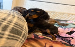Cavalier King Charles Spaniel dogs for sale: Handsome Black and Tan boy - Image 8