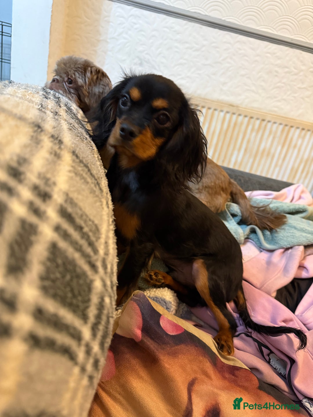 Cavalier King Charles Spaniel dogs for sale: Handsome Black and Tan boy - Image 8