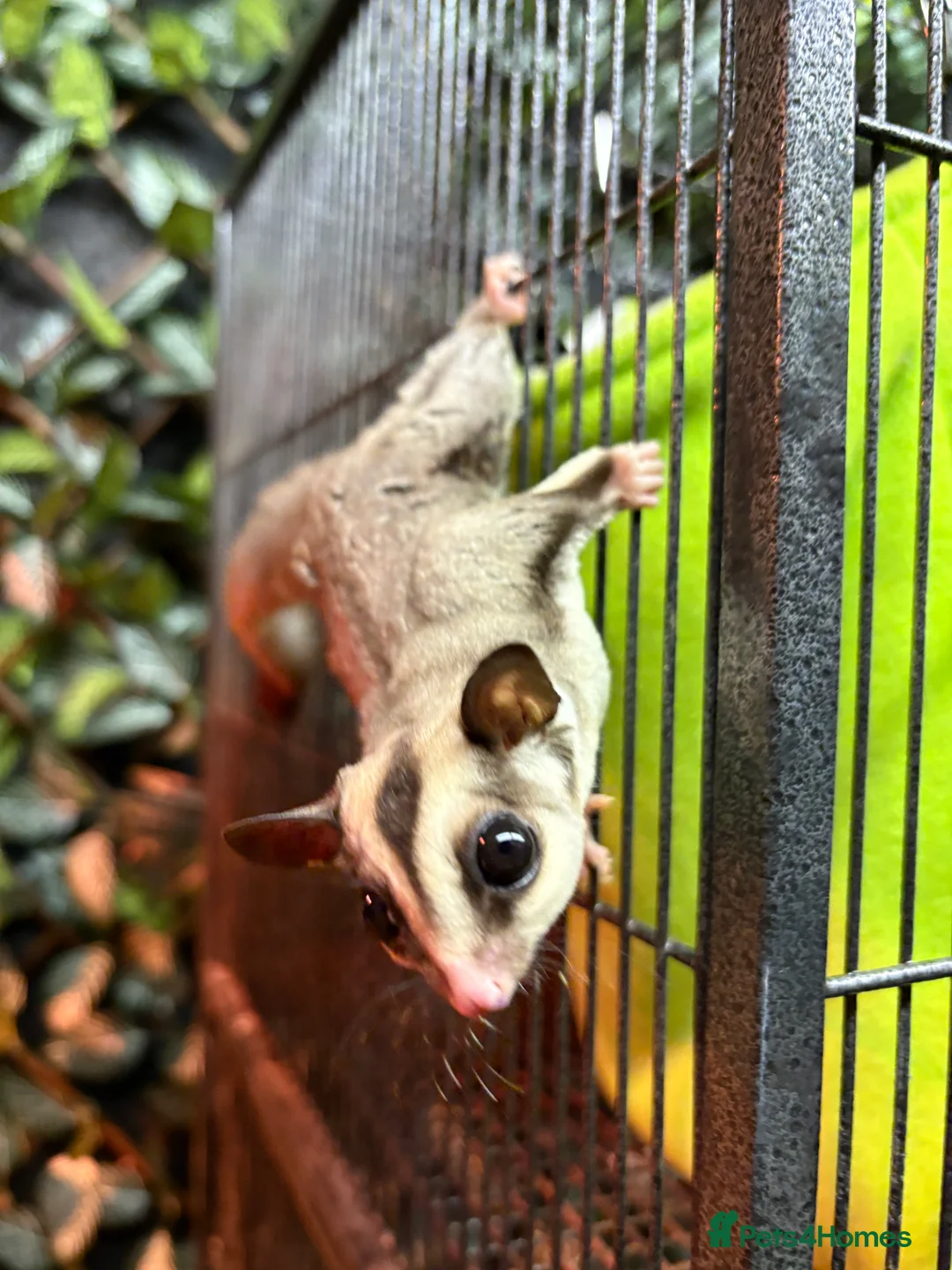 Sugar Glider rodents for sale: Sugar gliders, male and female available - Advert 5