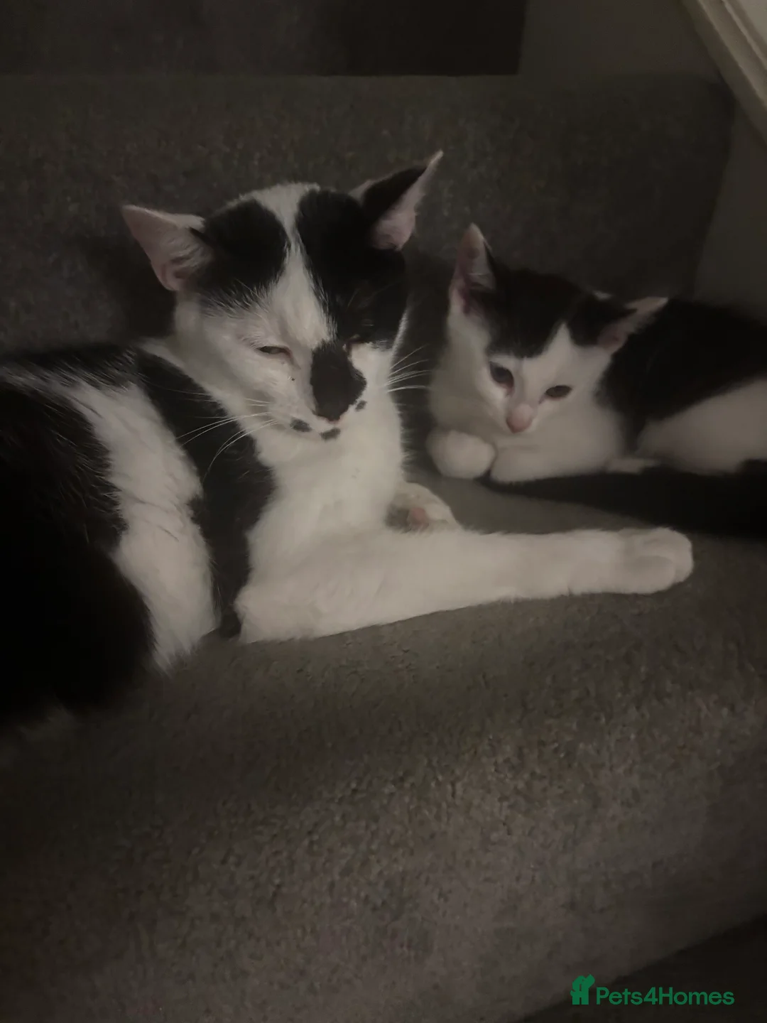 Mixed Breed cats for sale: Kittens for sale  - Advert 2