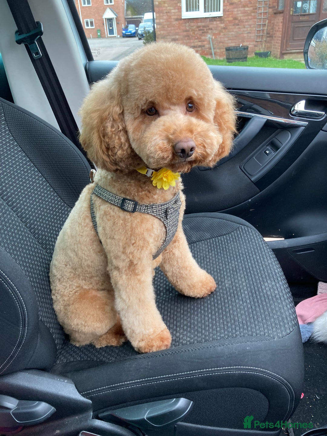 Cockapoo dogs for sale: Cockapoo F1b - Advert 3