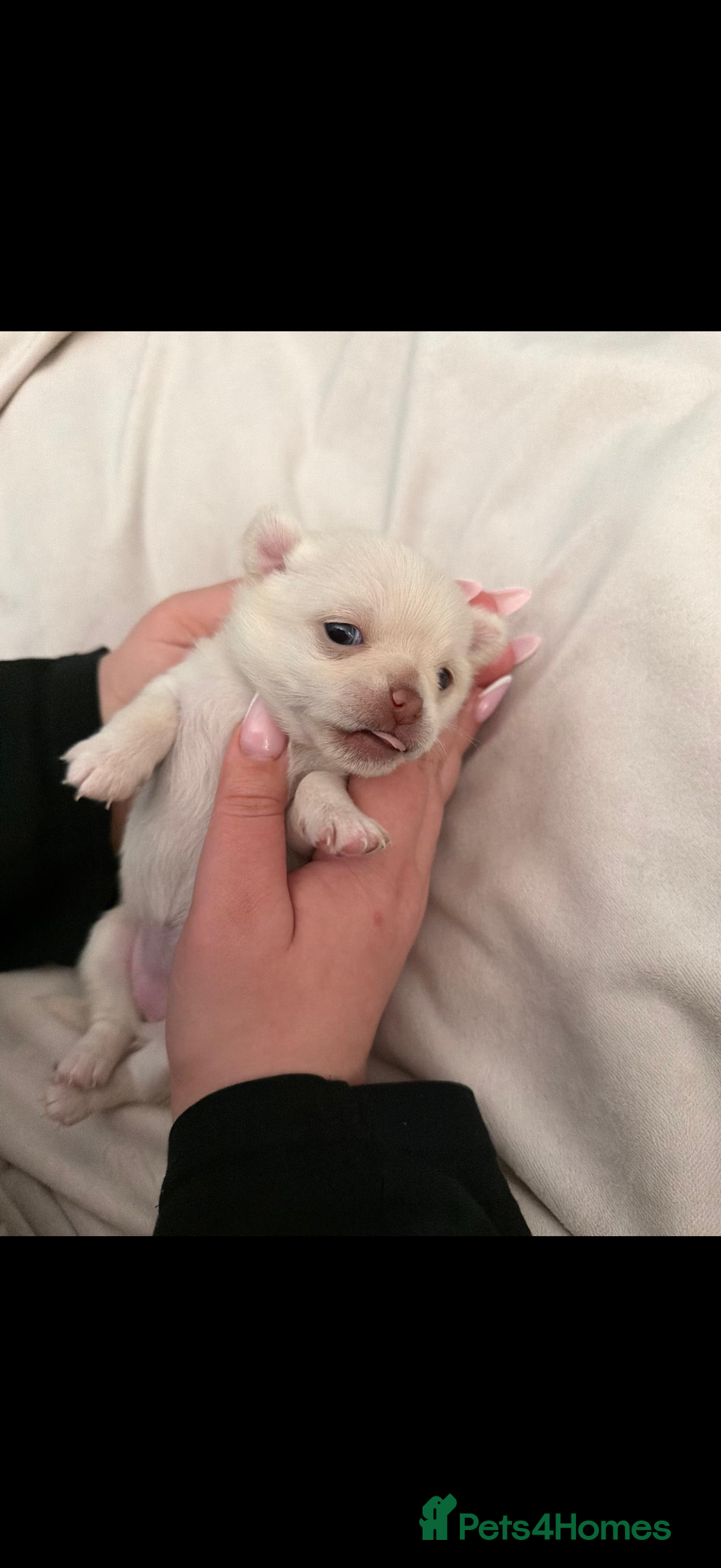 Chihuahua dogs for sale: Beautiful Cream & chocolate tan Chihuahuas! - Advert 5