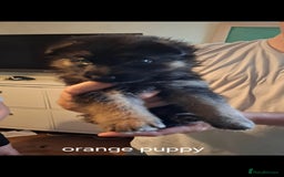 German Shepherd dogs for sale: Exceptional German shepherd puppies  - Image 28