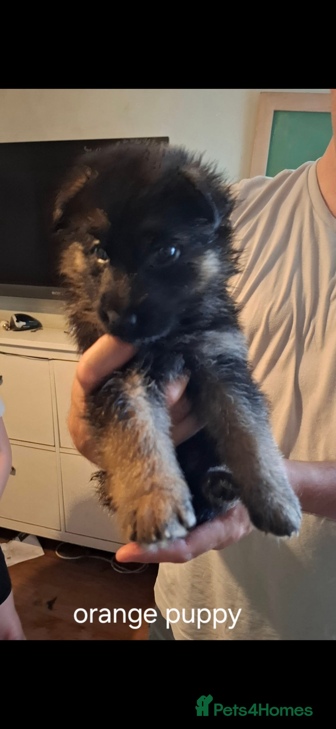 German Shepherd dogs for sale: Exceptional German shepherd puppies  - Image 28
