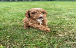 Cockapoo dogs for sale: Adorable F1B cockapoo puppies - Image 10