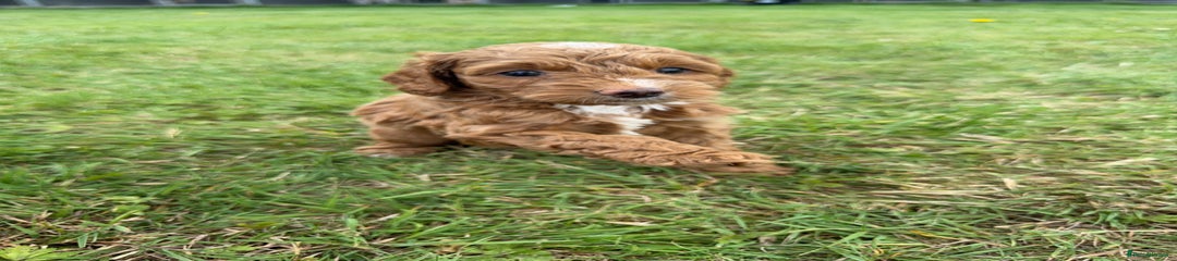 Cockapoo Puppy 2