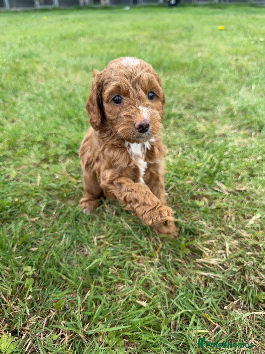 Cockapoo dogs for sale: Adorable F1B cockapoo puppies - Image 10