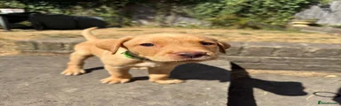 Green Labrador Retriever 3