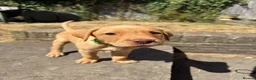 Labrador Retriever dogs for sale: Fox Red KC Labrador Puppies - Advert 20