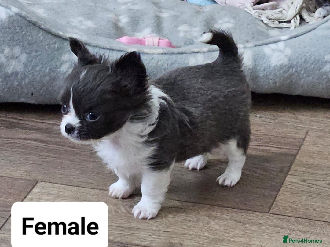 Chihuahua dogs for sale: Chihuahua long coats - Image 2