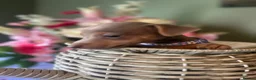 Jack Russell dogs for sale: Wenlock Jack Russells  - Advert 17