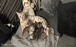 Bengal cats for sale: Bengal kittens for sale  - Image 6