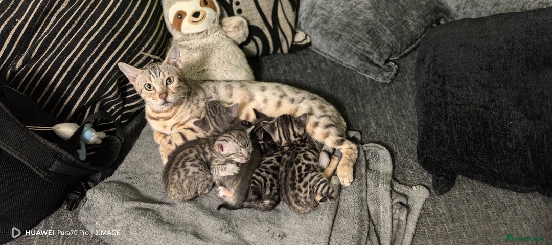 Bengal cats for sale: Bengal kittens for sale  - Image 6