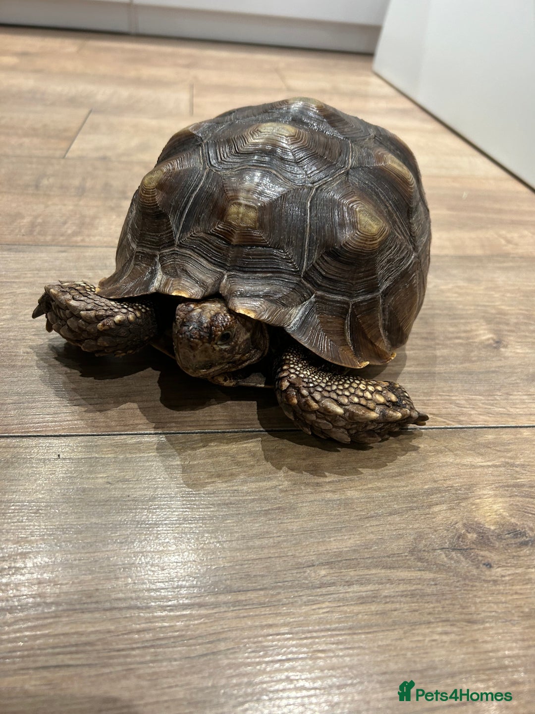 Tortoise reptiles for sale: Sulcata tortoise  - Advert 1