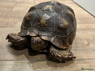 Tortoise reptiles Sulcata tortoise - Advert 1