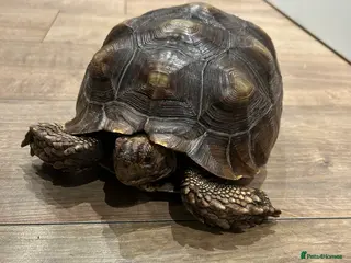 Tortoise reptiles Sulcata tortoise - Advert 4