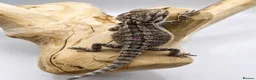 Bearded Dragon reptiles for sale: Bearded Dragon Hatchlings – Black Country Dragons - Advert 11