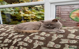 British Shorthair cats for sale: British Shorthair x Ragdoll kittens  - Image 8