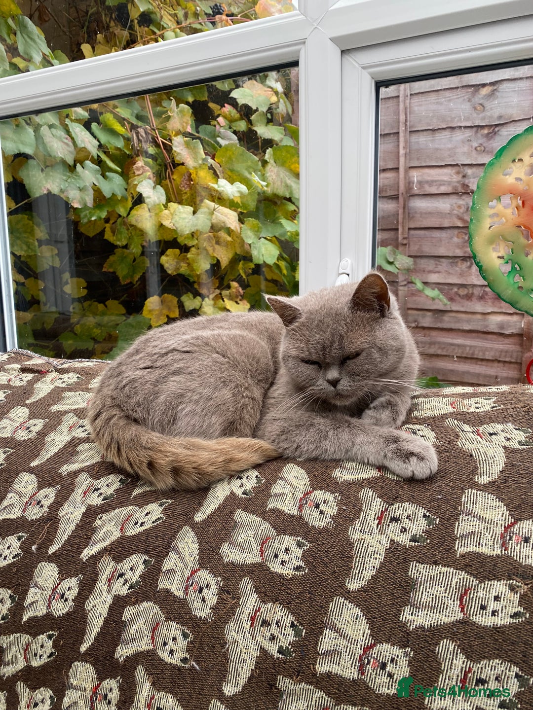 British Shorthair cats for sale: British Shorthair x Ragdoll kittens  - Image 8