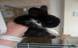 Rex rabbits for sale: Baby Rabbits for sale  - Advert 5